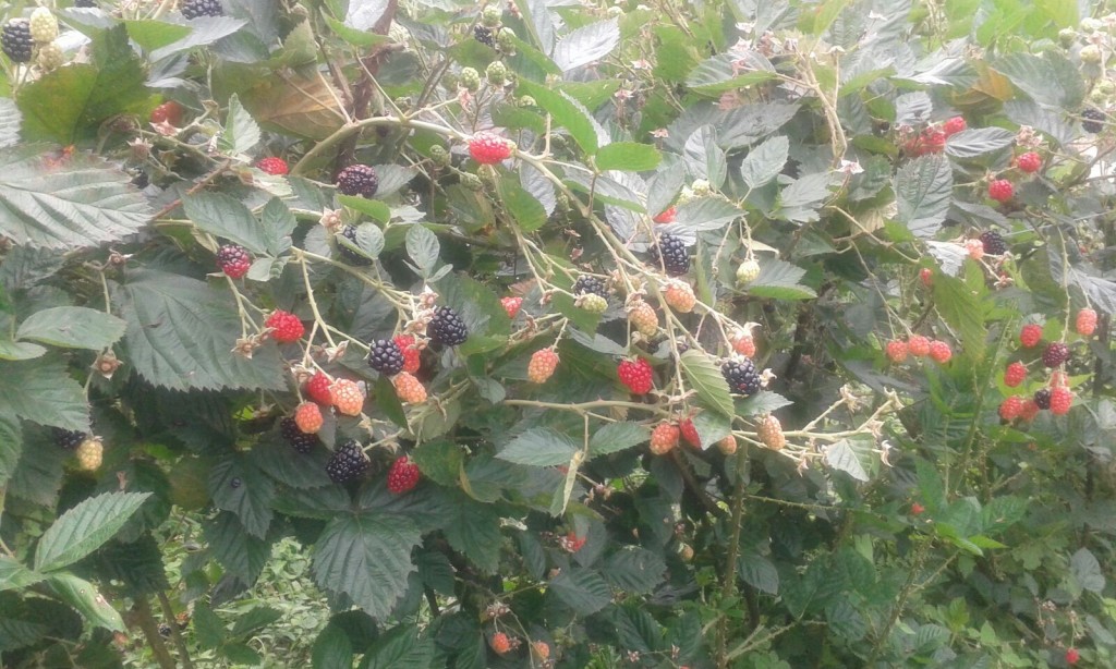 Pesquisadores norte americanos visitam pomares de pequenas frutas no interior de Vacaria