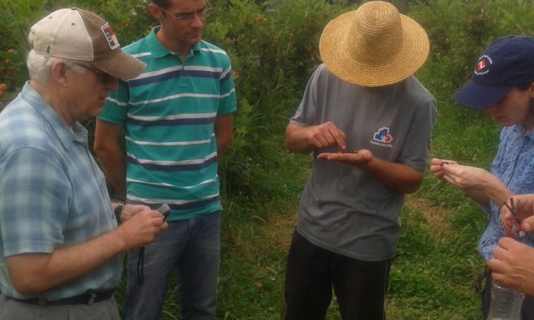 Pesquisadores norte americanos visitam pomares de pequenas frutas no interior de Vacaria