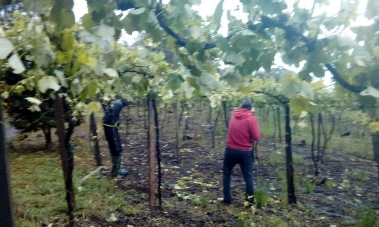 Medida amplia a cobertura do Seguro da Agricultura Familiar
