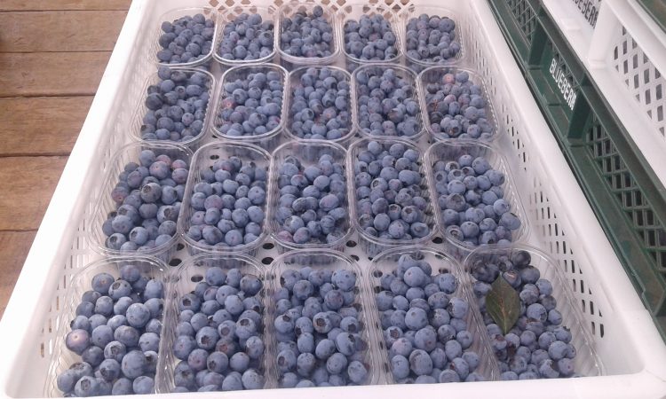 SAFRA DAS PEQUENAS FRUTAS DEVE COLHER 3.500 TONELADAS