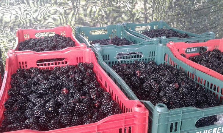 SAFRA DAS PEQUENAS FRUTAS DEVE COLHER 3.500 TONELADAS