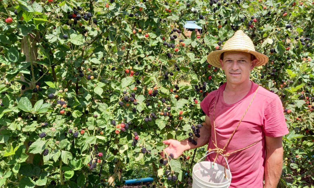 O cultivo da amora preta