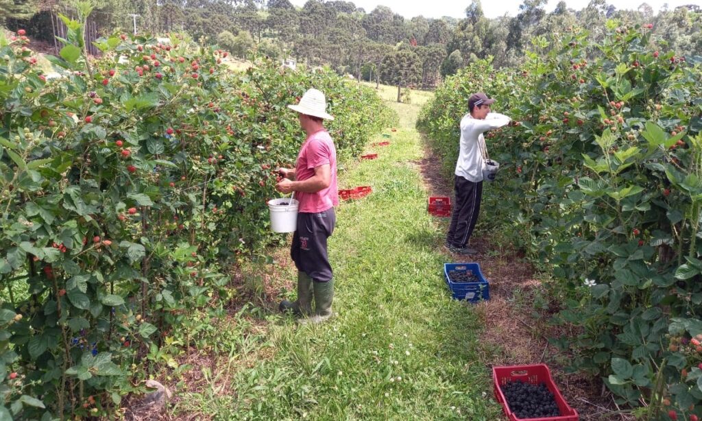25 de maio Dia do Trabalhador Rural