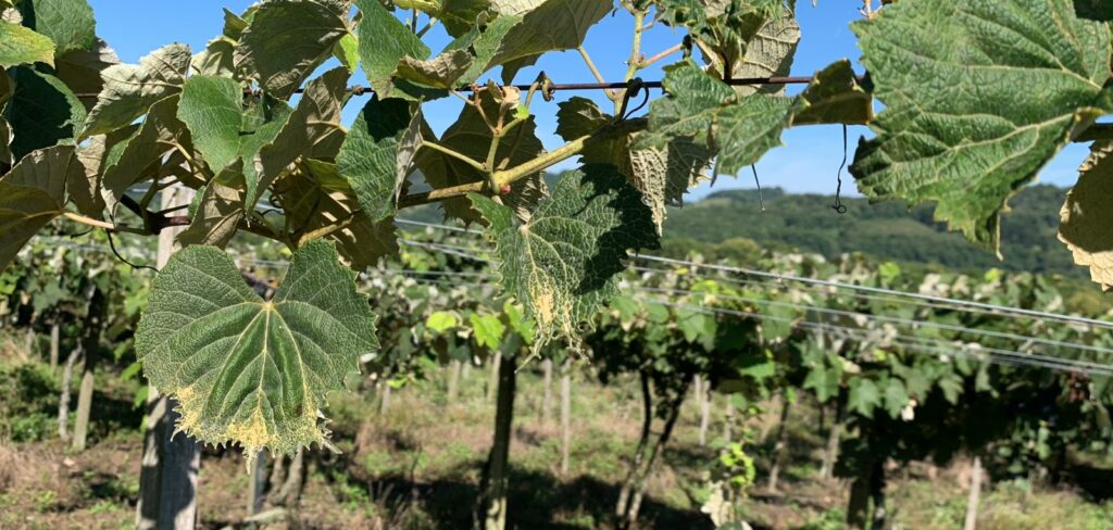 Produtores de uva do Monte Alegre relatam intoxicação de parreirais por uso de 2,4-D