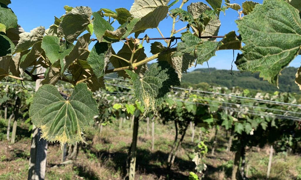 Produtores de uva do Monte Alegre relatam intoxicação de parreirais por uso de 2,4-D
