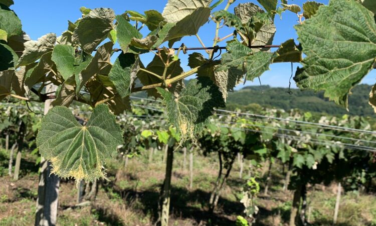 Produtores de uva do Monte Alegre relatam intoxicação de parreirais por uso de 2,4-D